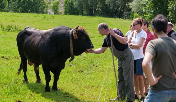 Werner mit Stier