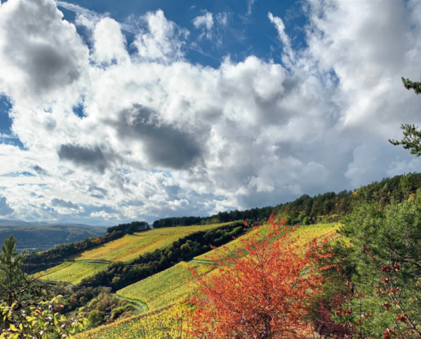 Weingut im Herbst