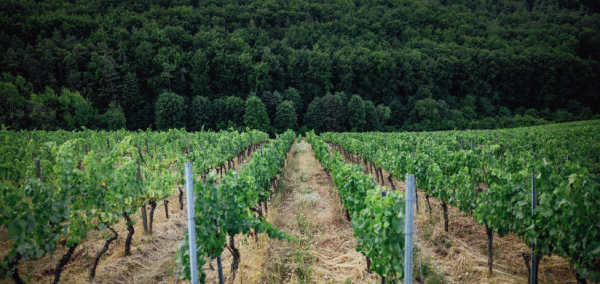 Weinberg mit Untersaat