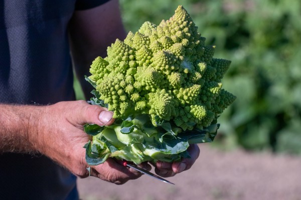 Romanesco